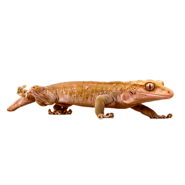 Imagem do peixe Gecko de Crista